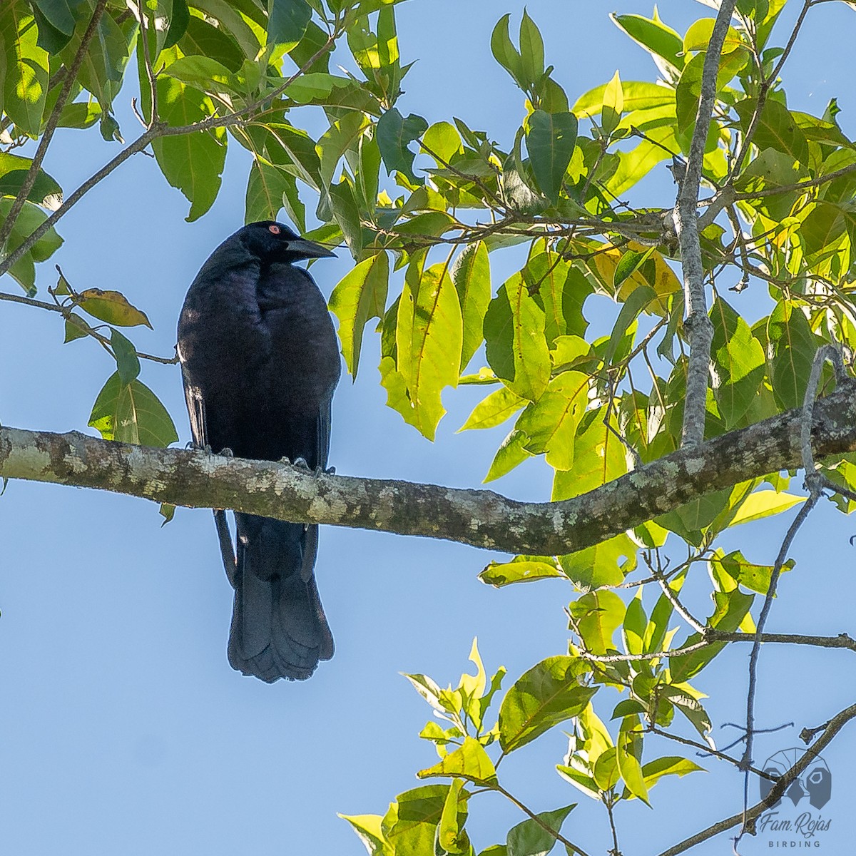 Giant Cowbird - ML620251383