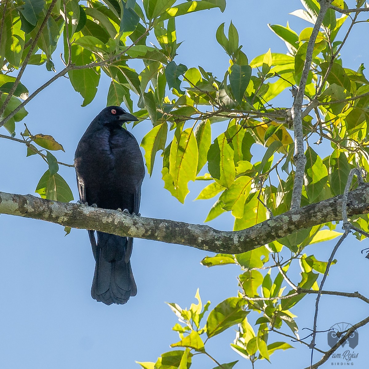 Giant Cowbird - Ricardo Rojas Arguedas