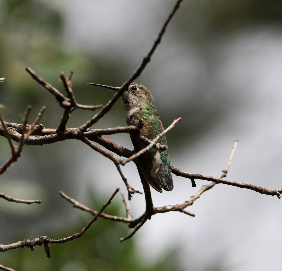 Anna's Hummingbird - ML620251386