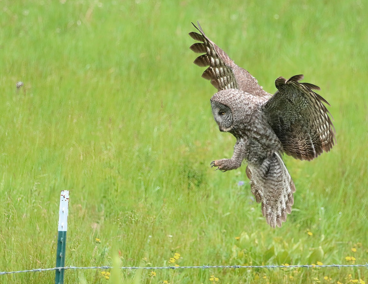 Great Gray Owl - ML620251390