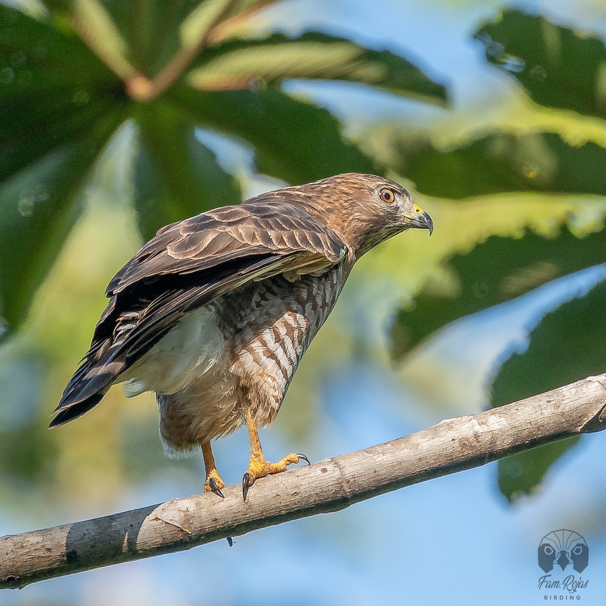 Broad-winged Hawk - ML620251391