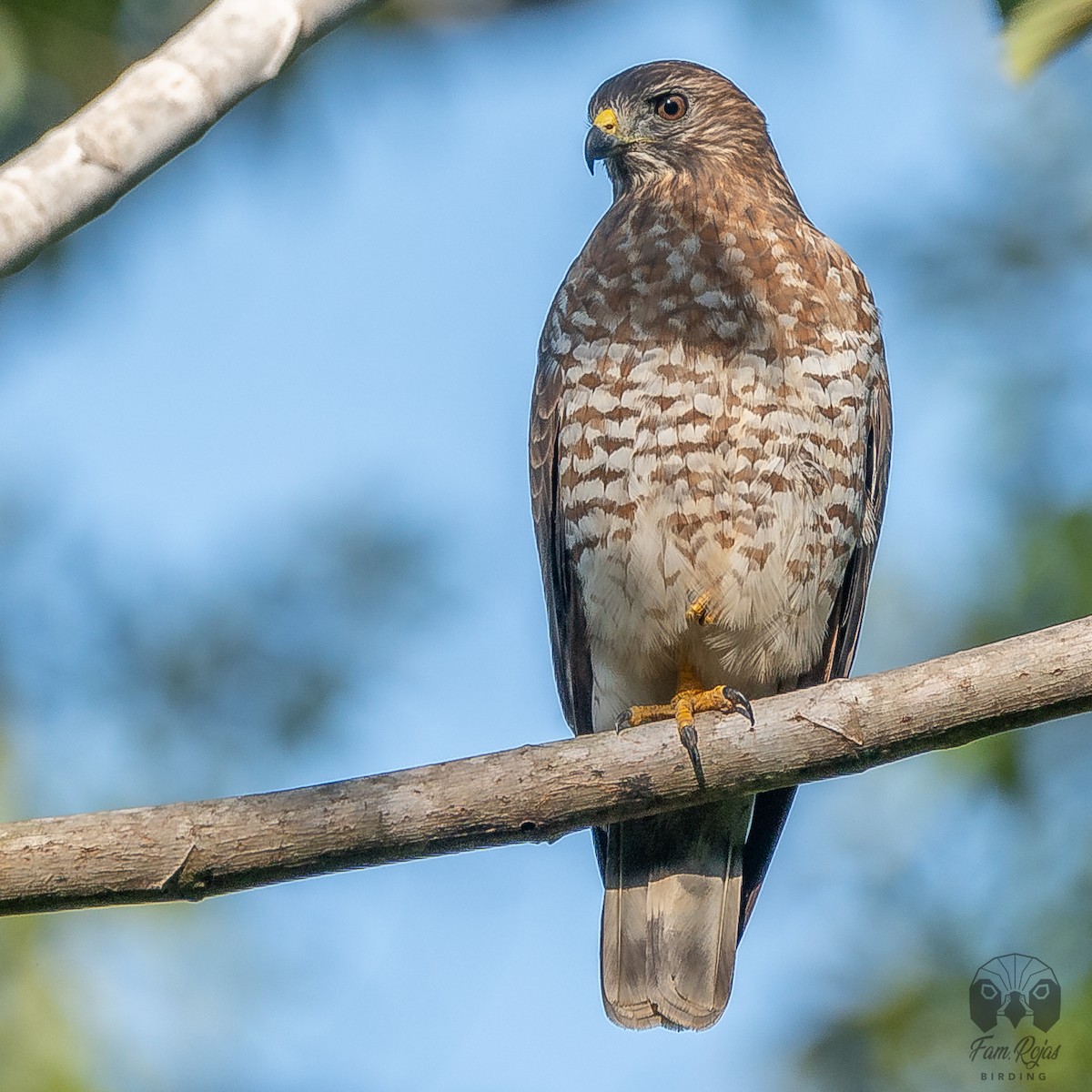 Broad-winged Hawk - ML620251392