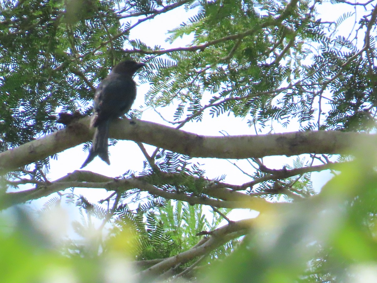 Ashy Drongo - ML620251393