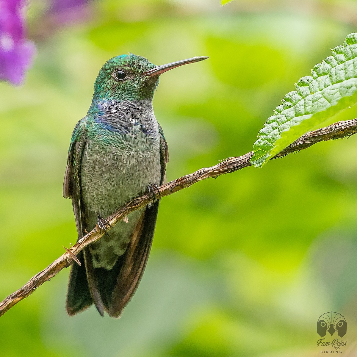kolibřík modroprsý - ML620251394