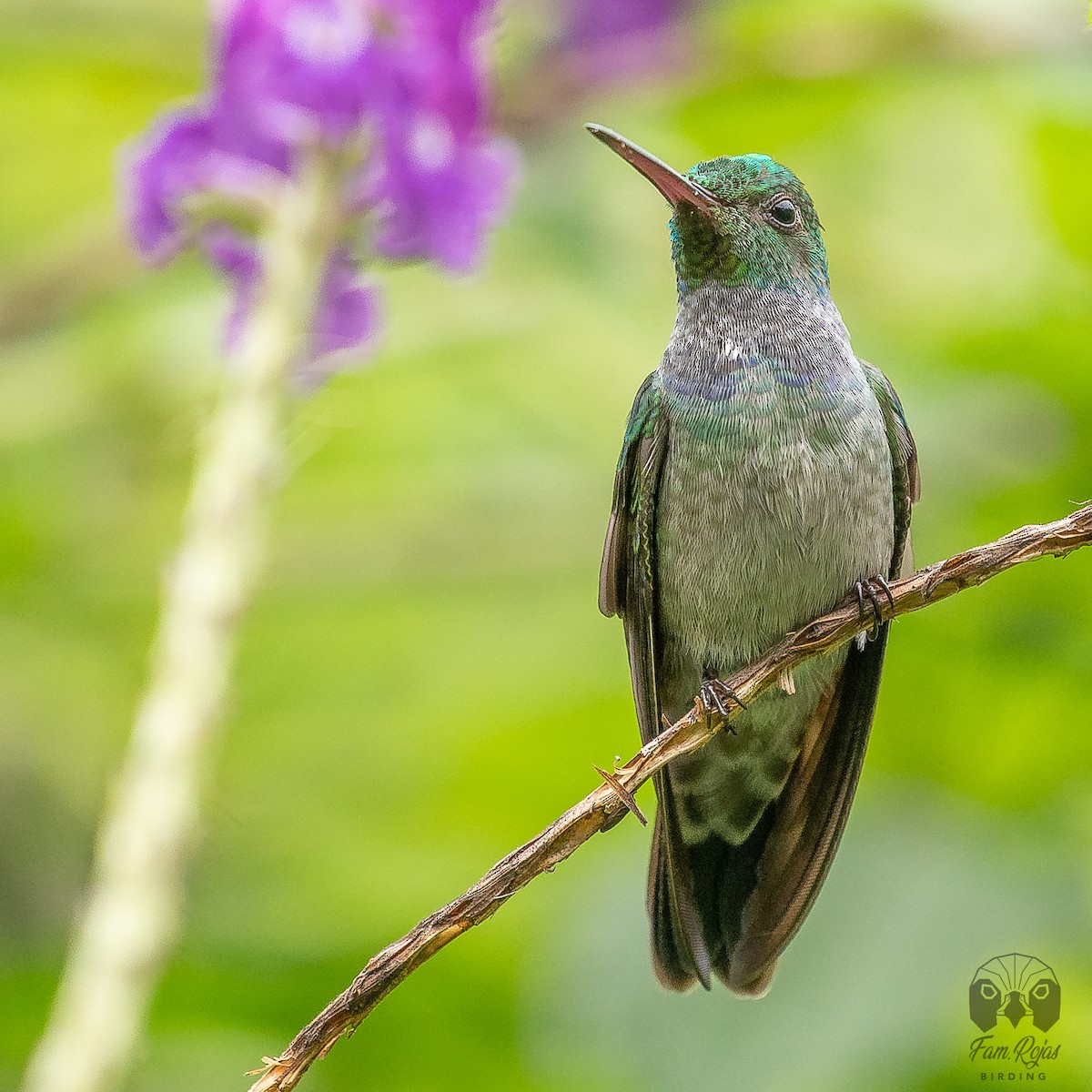 kolibřík modroprsý - ML620251396