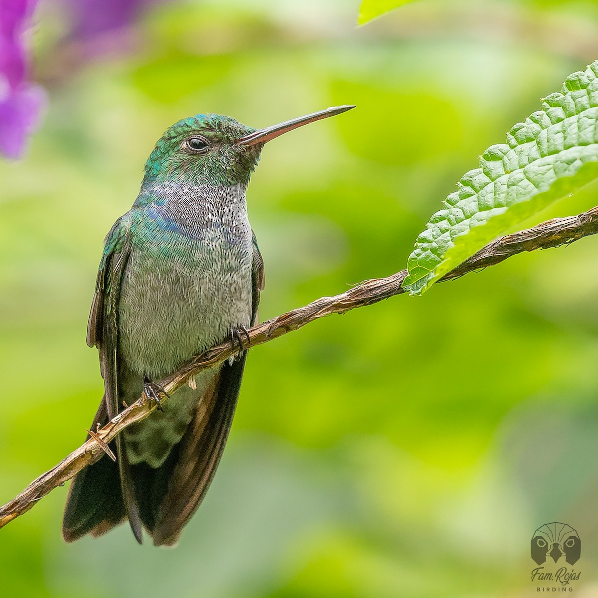 Blue-chested Hummingbird - ML620251397