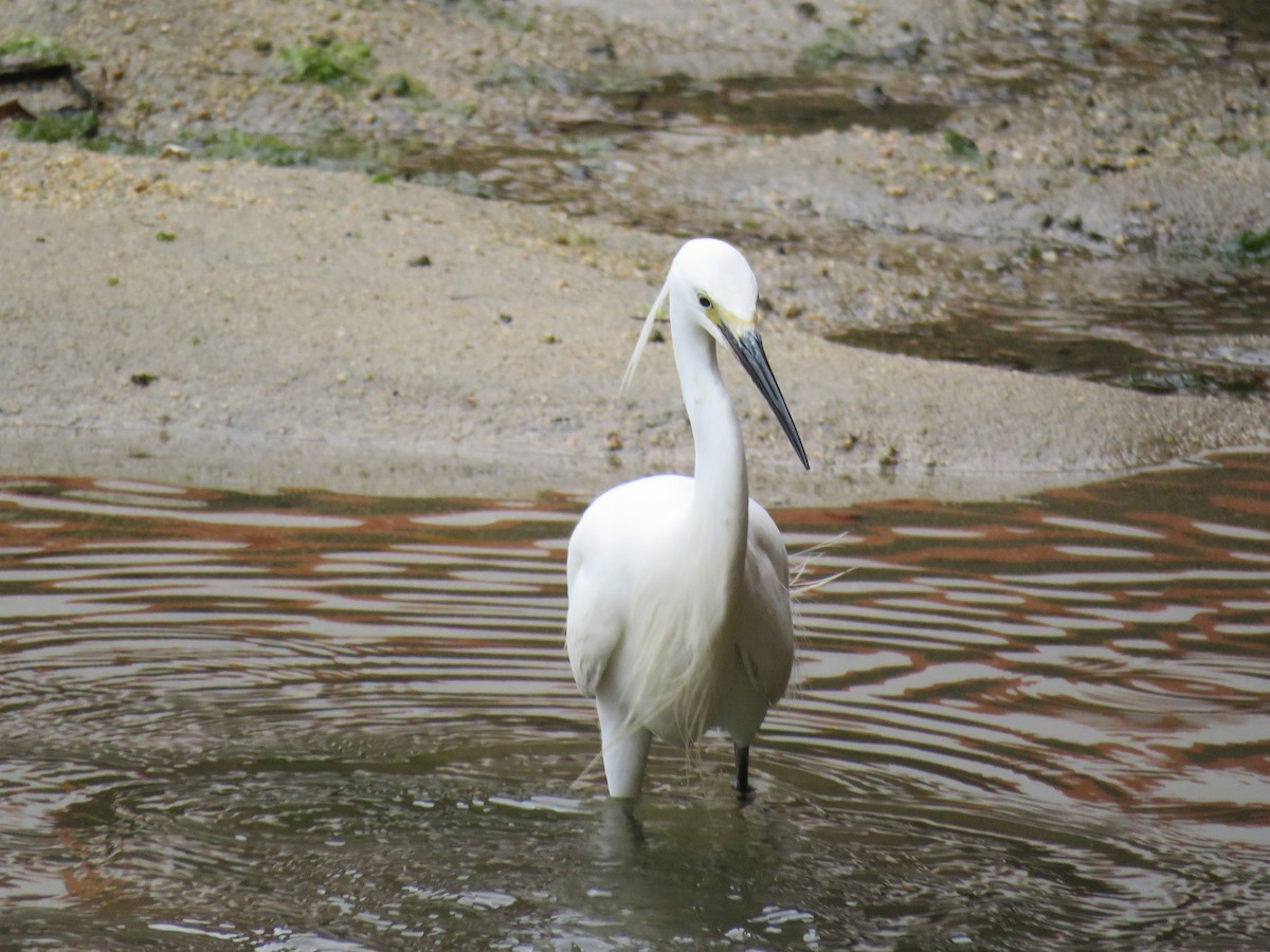 Little Egret - Stan Jarzynski