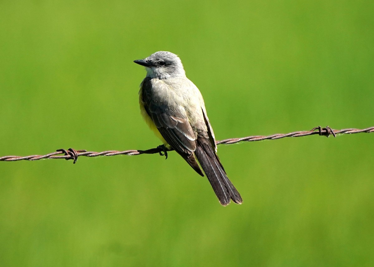 Western Kingbird - ML620251405