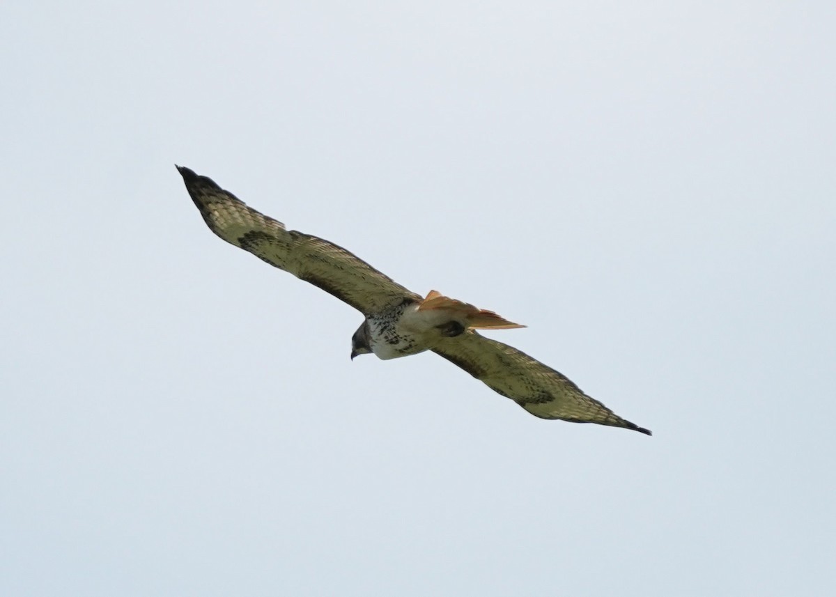 Red-tailed Hawk - ML620251412