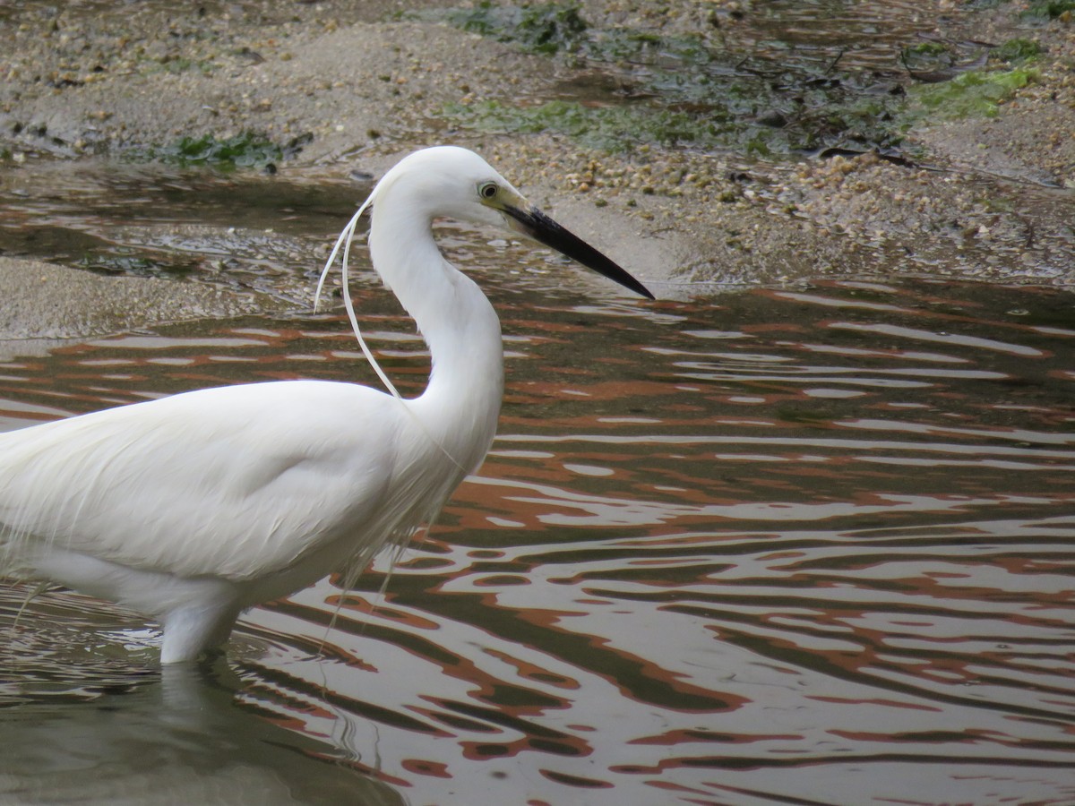 Little Egret - ML620251414