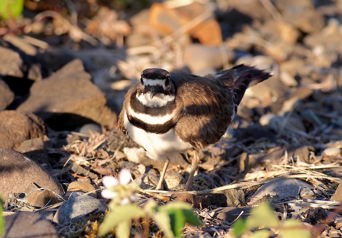 Killdeer - ML620251418