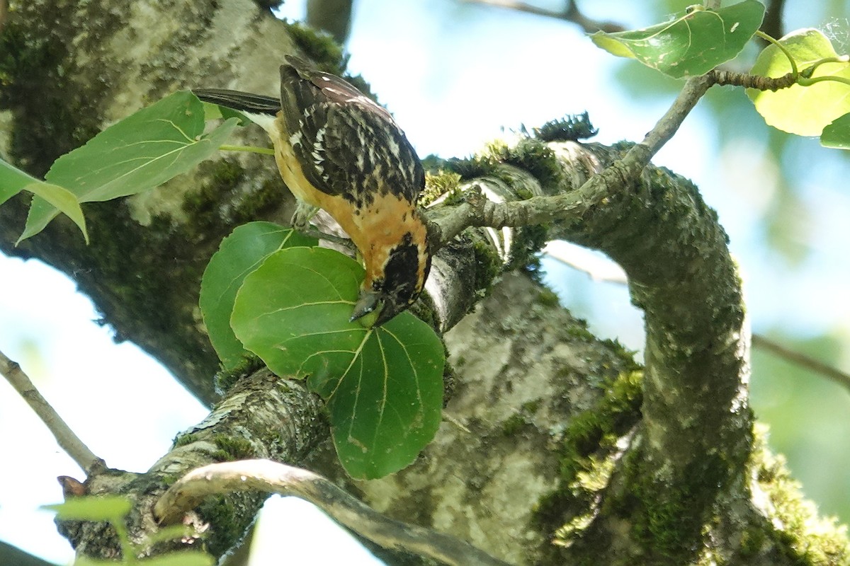 Black-headed Grosbeak - ML620251428