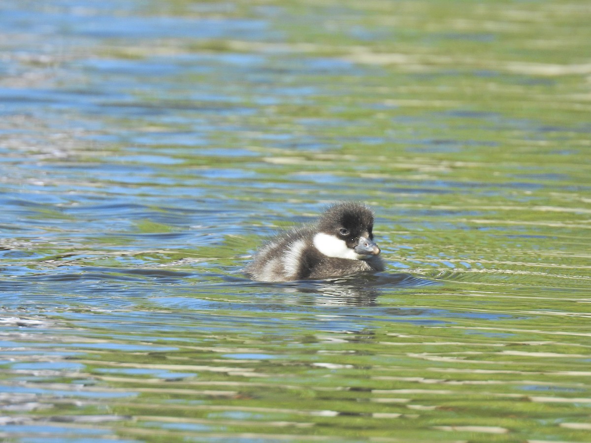 Common Goldeneye - ML620251437