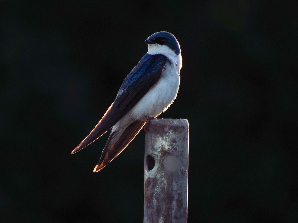 Tree Swallow - ML620251438