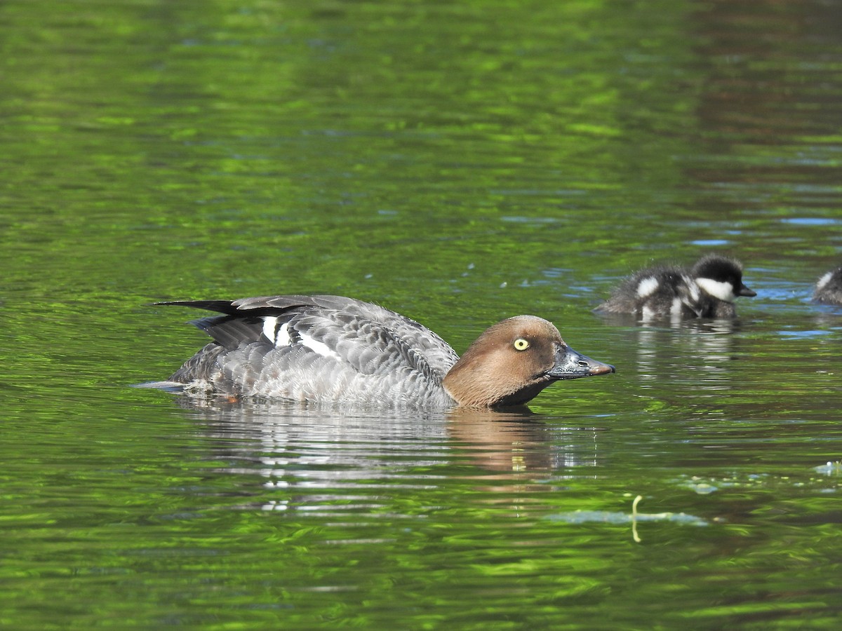 Common Goldeneye - ML620251442