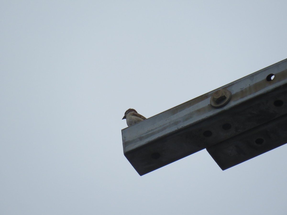 Eurasian Tree Sparrow - ML620251464