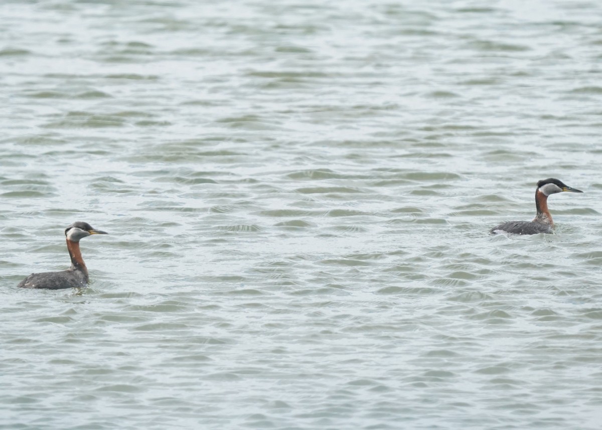 Red-necked Grebe - ML620251465