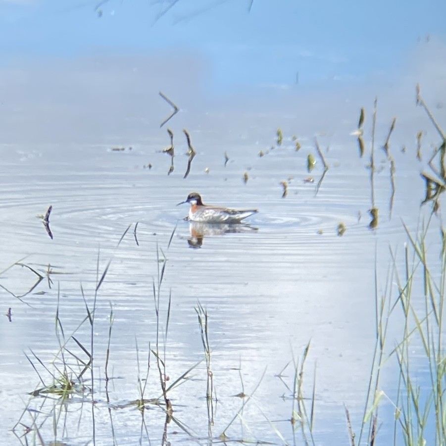 Phalarope à bec étroit - ML620251475