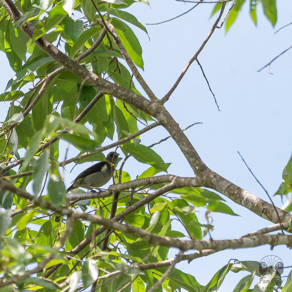 Sulphur-rumped Tanager - ML620251489