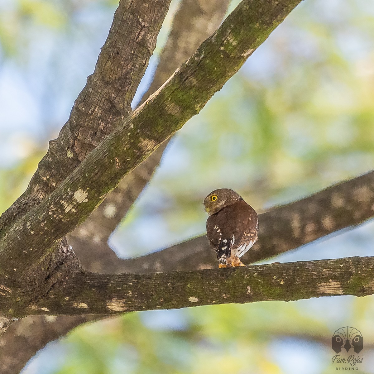 Central American Pygmy-Owl - ML620251495