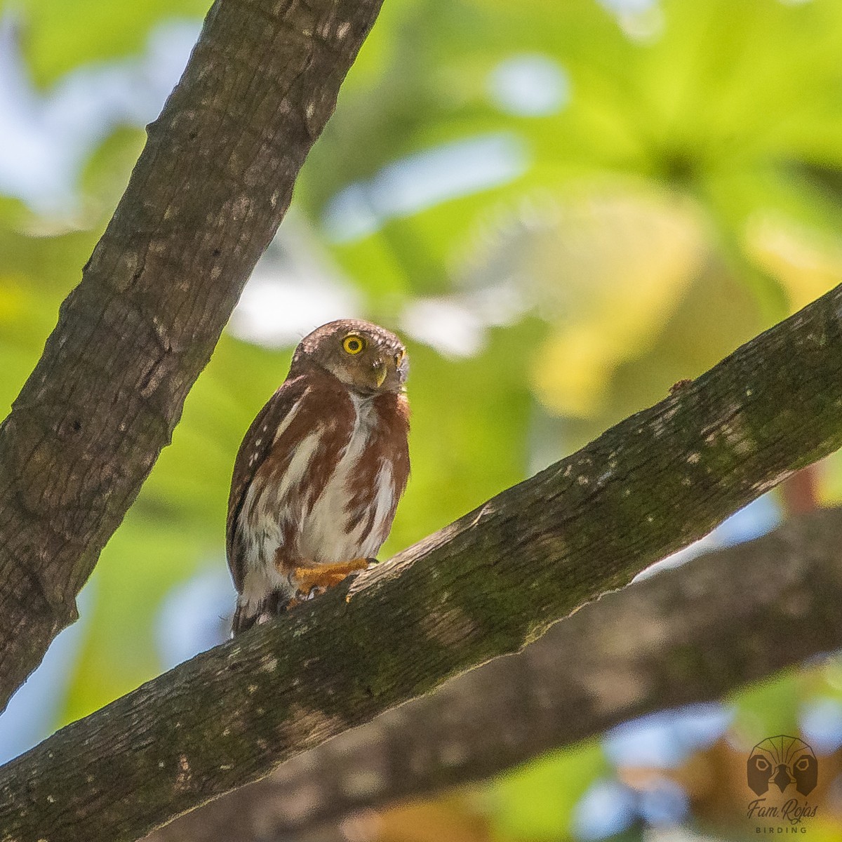 Central American Pygmy-Owl - ML620251497