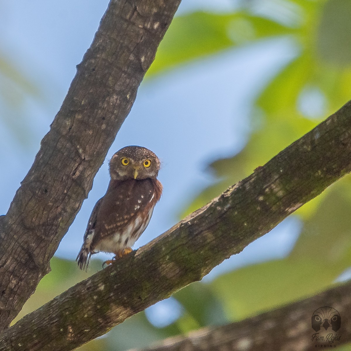Central American Pygmy-Owl - ML620251498