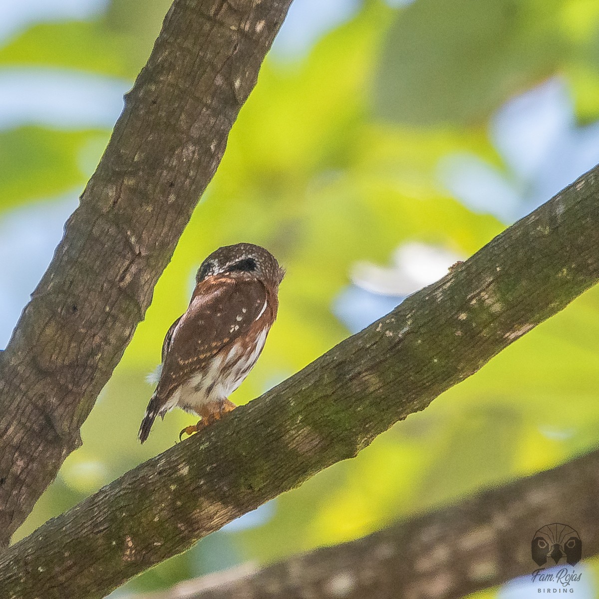 Central American Pygmy-Owl - ML620251499