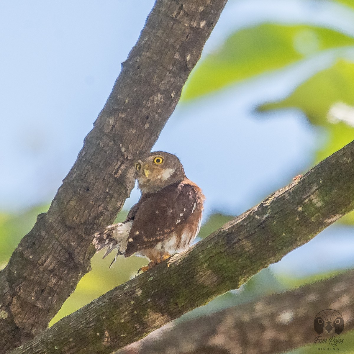 Central American Pygmy-Owl - ML620251500
