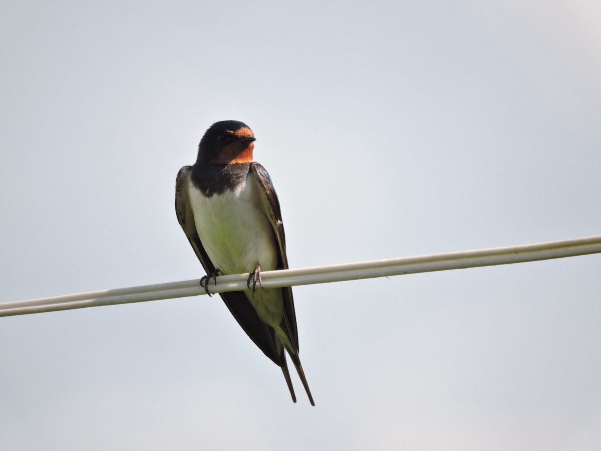 Barn Swallow (White-bellied) - ML620251501