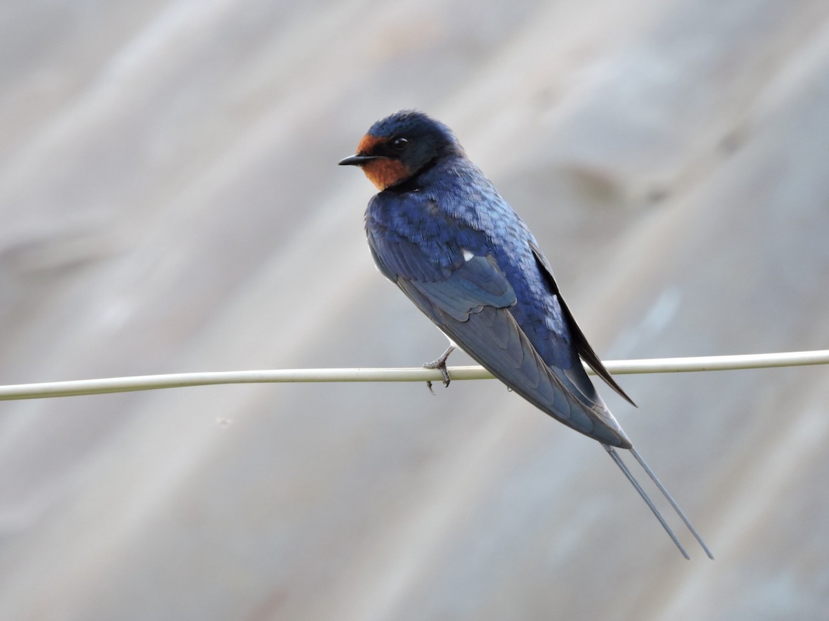 Barn Swallow (White-bellied) - ML620251502