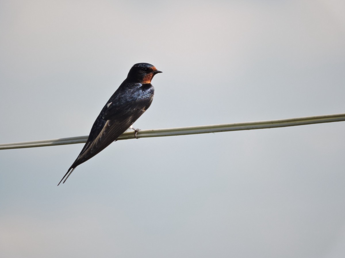 Barn Swallow (White-bellied) - ML620251503