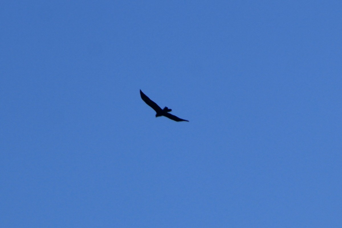 Wedge-tailed Eagle - ML620251509