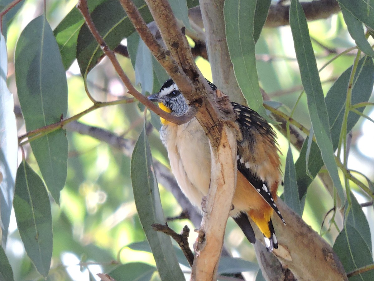 Spotted Pardalote - ML620251512