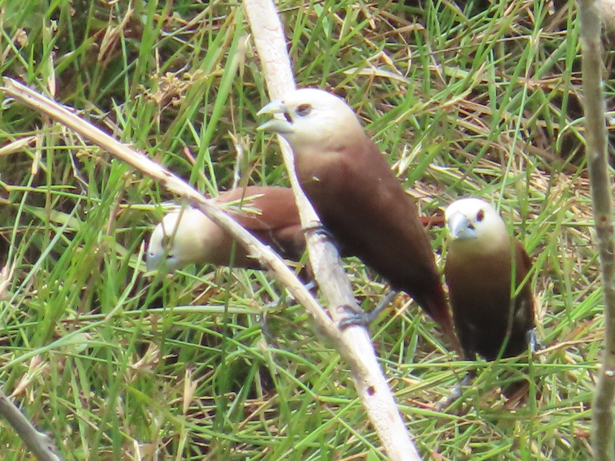 White-headed Munia - ML620251520