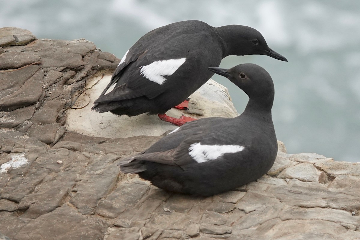 Pigeon Guillemot - ML620251522