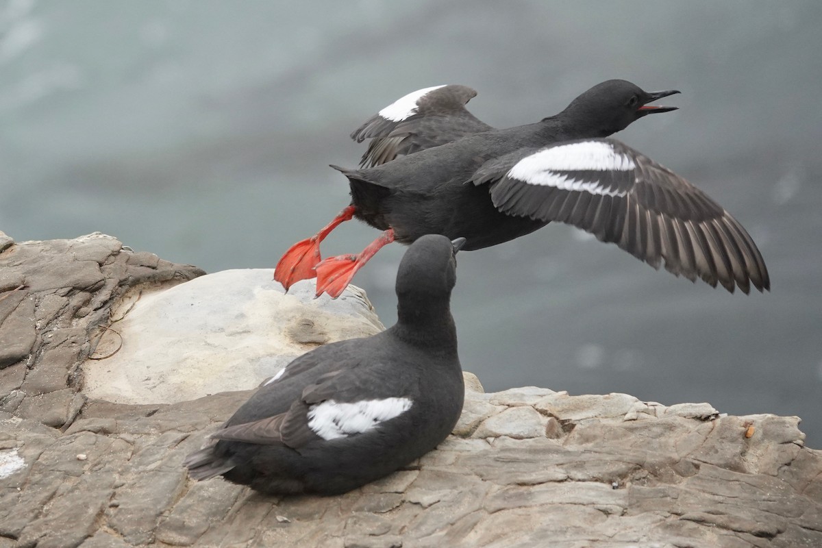 Pigeon Guillemot - ML620251524