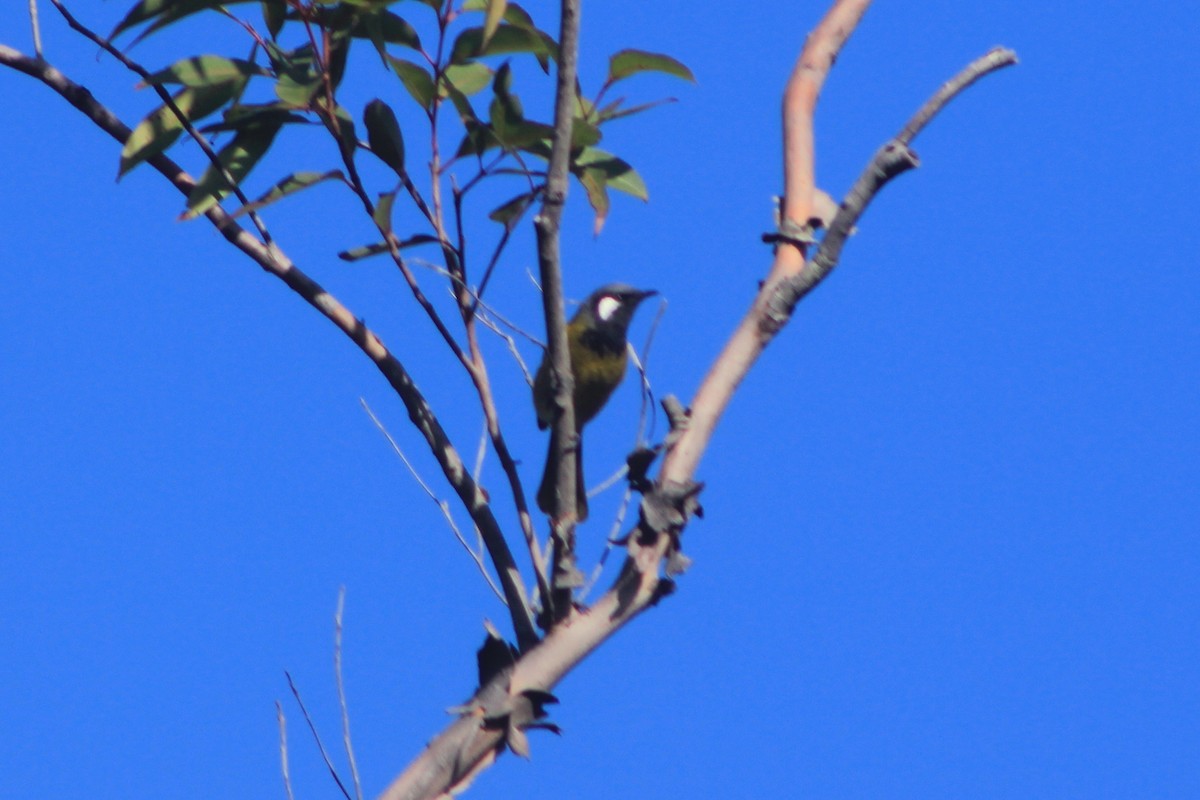 White-eared Honeyeater - ML620251527