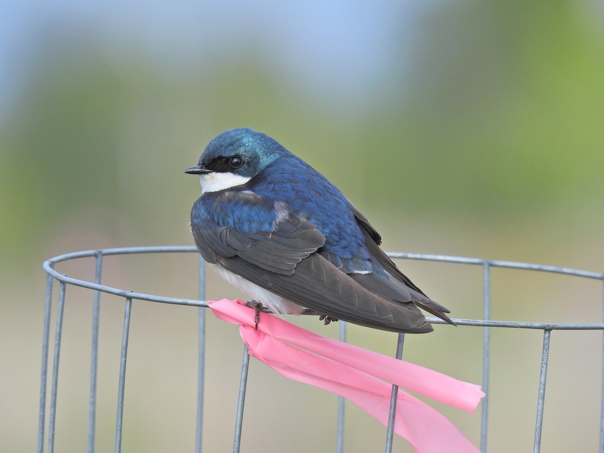 Tree Swallow - ML620251529