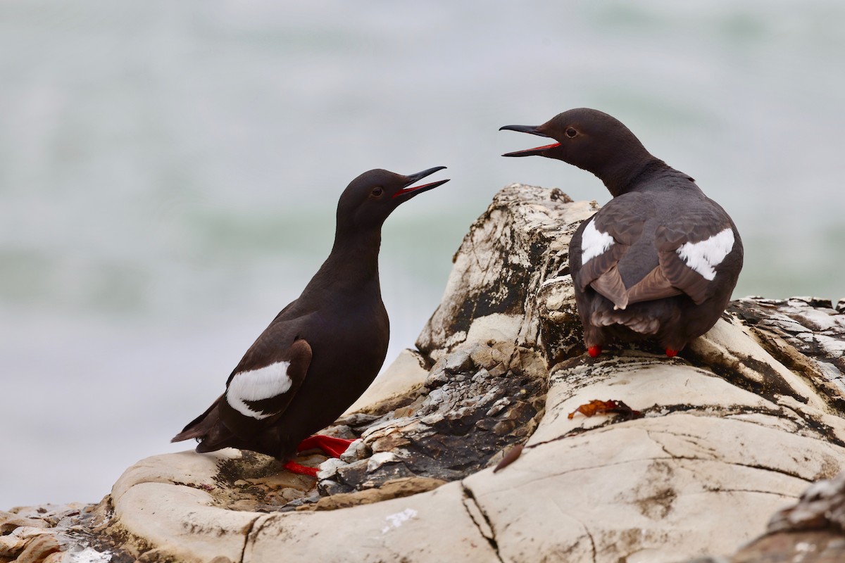 Pigeon Guillemot - ML620251535