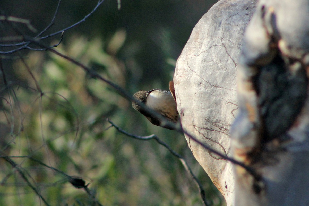 White-throated Treecreeper - ML620251538