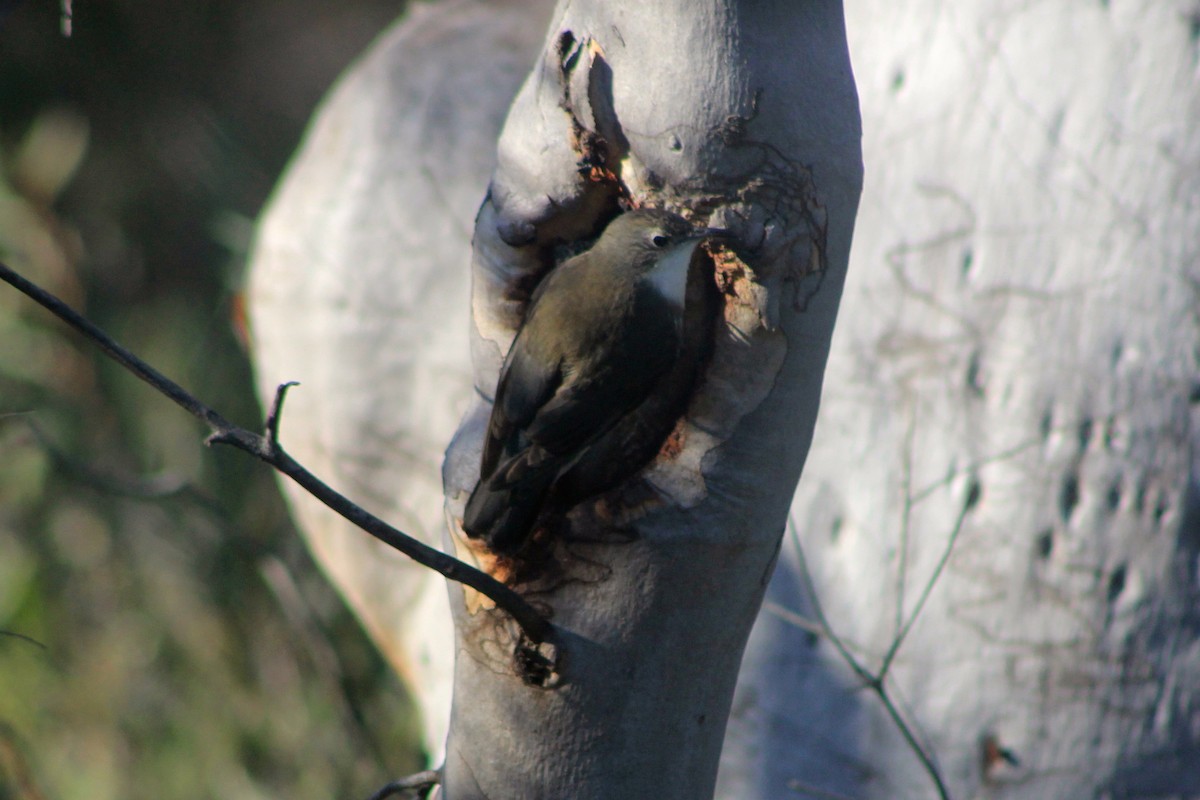 White-throated Treecreeper - ML620251539