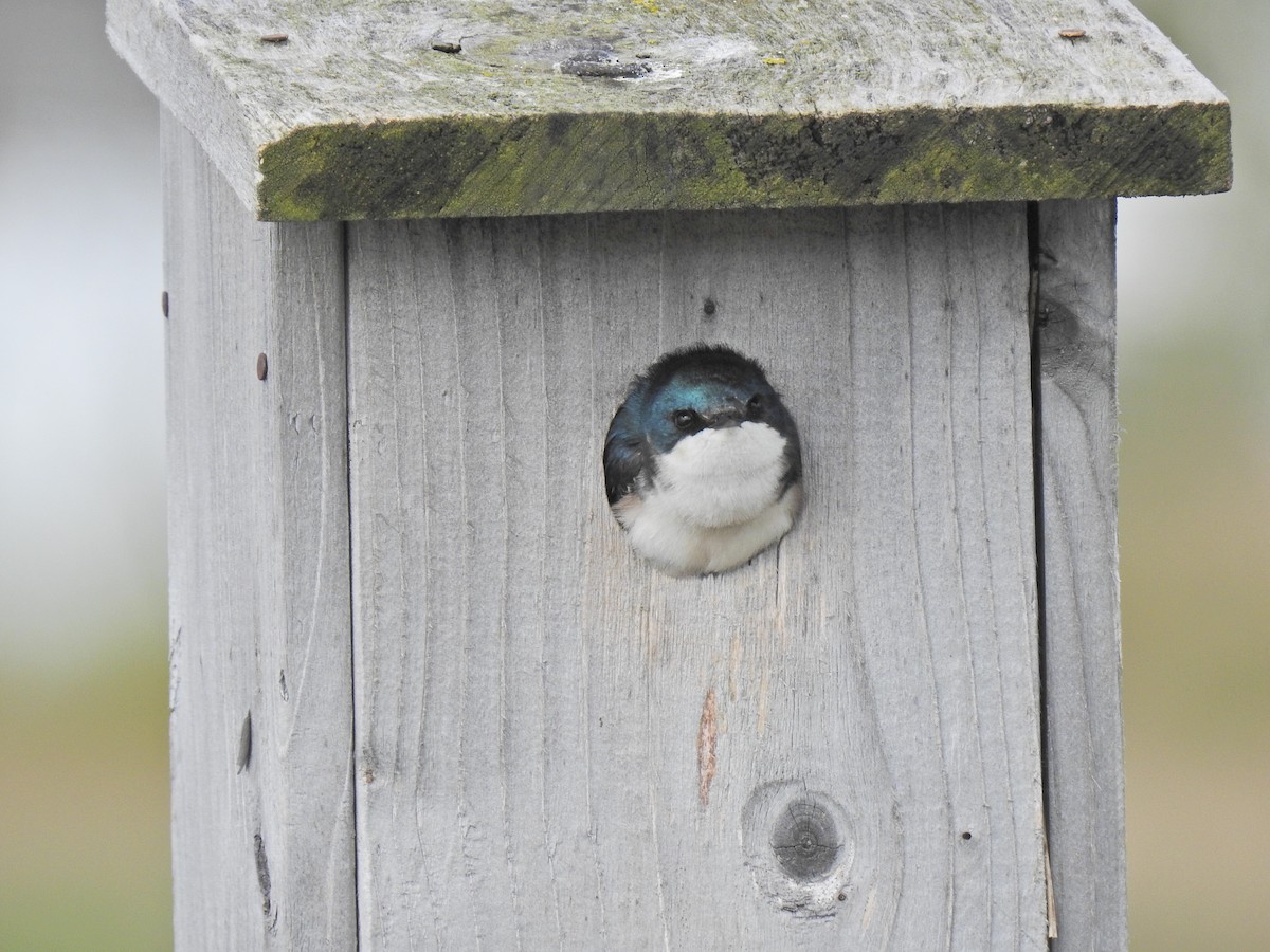 Tree Swallow - ML620251540