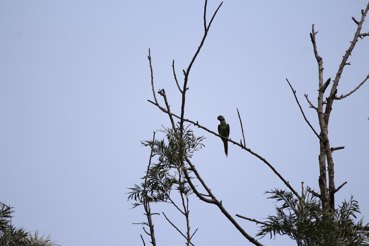 Malabar Parakeet - ML620251546