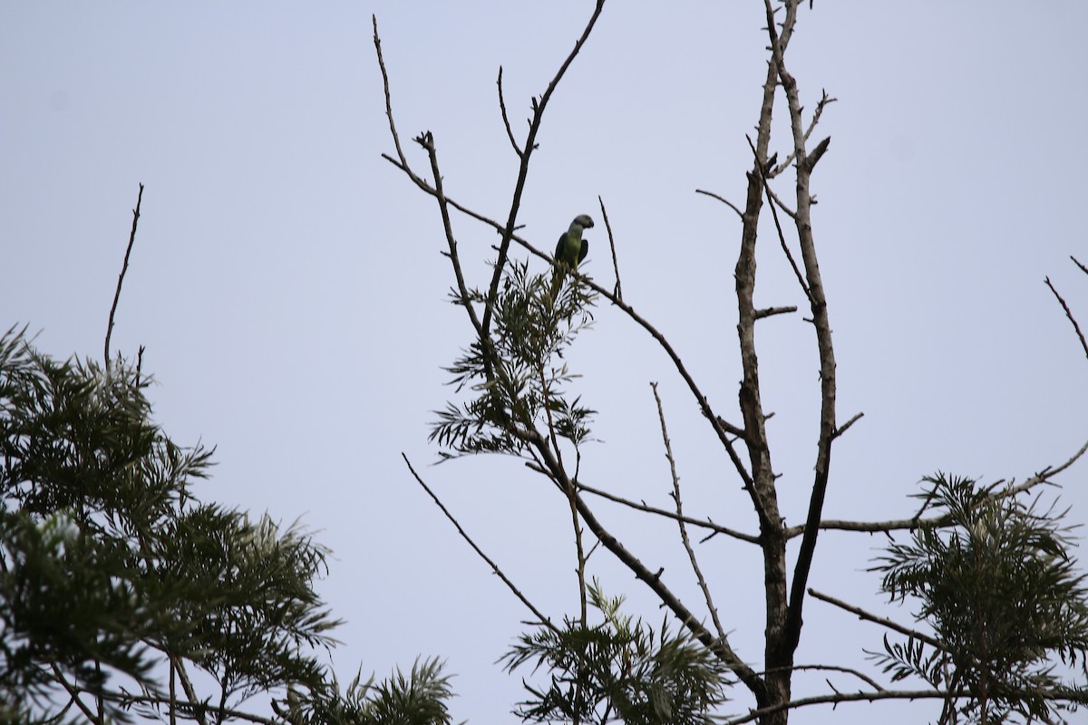 Малабарский кольчатый попугай - ML620251547