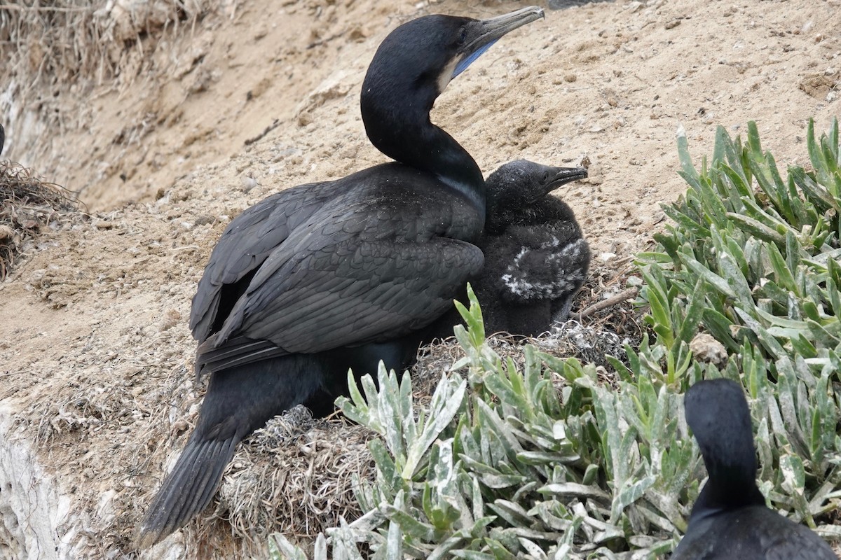 Brandt's Cormorant - ML620251551