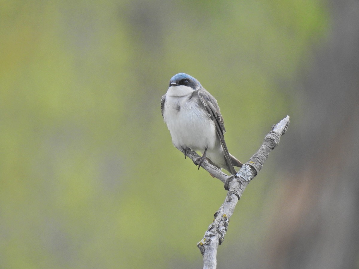 Tree Swallow - ML620251554