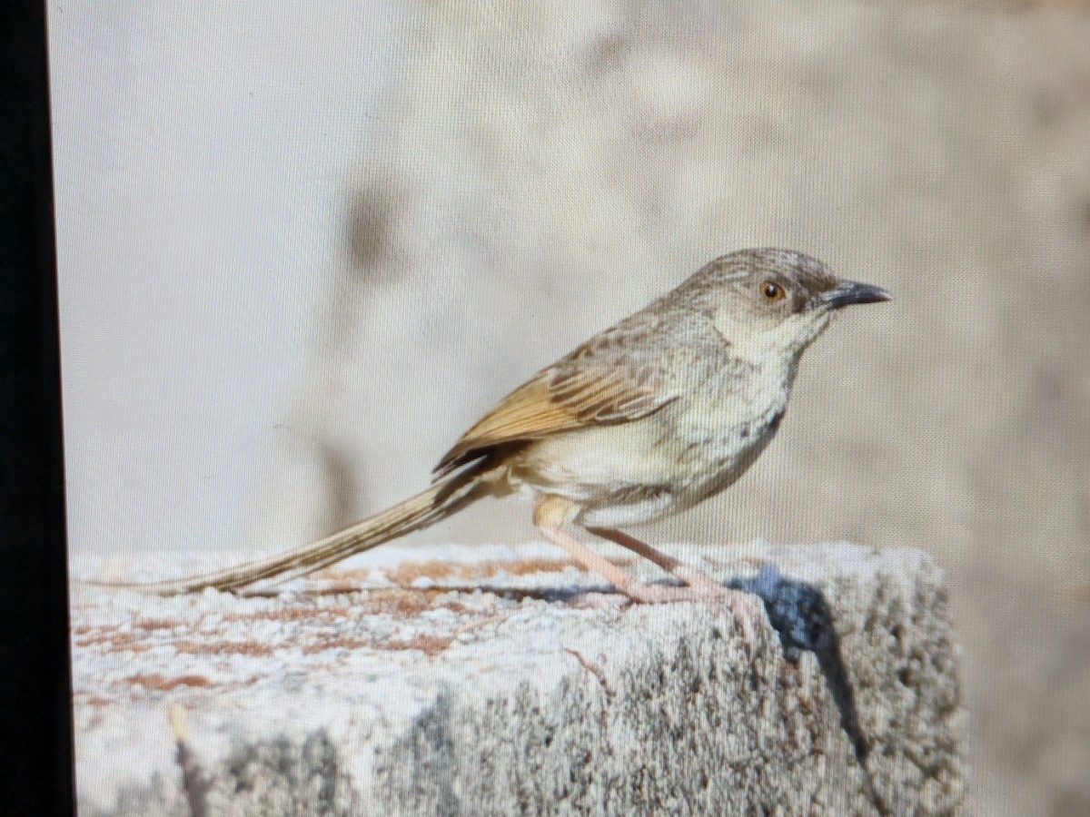 Prinia crinigère - ML620251555