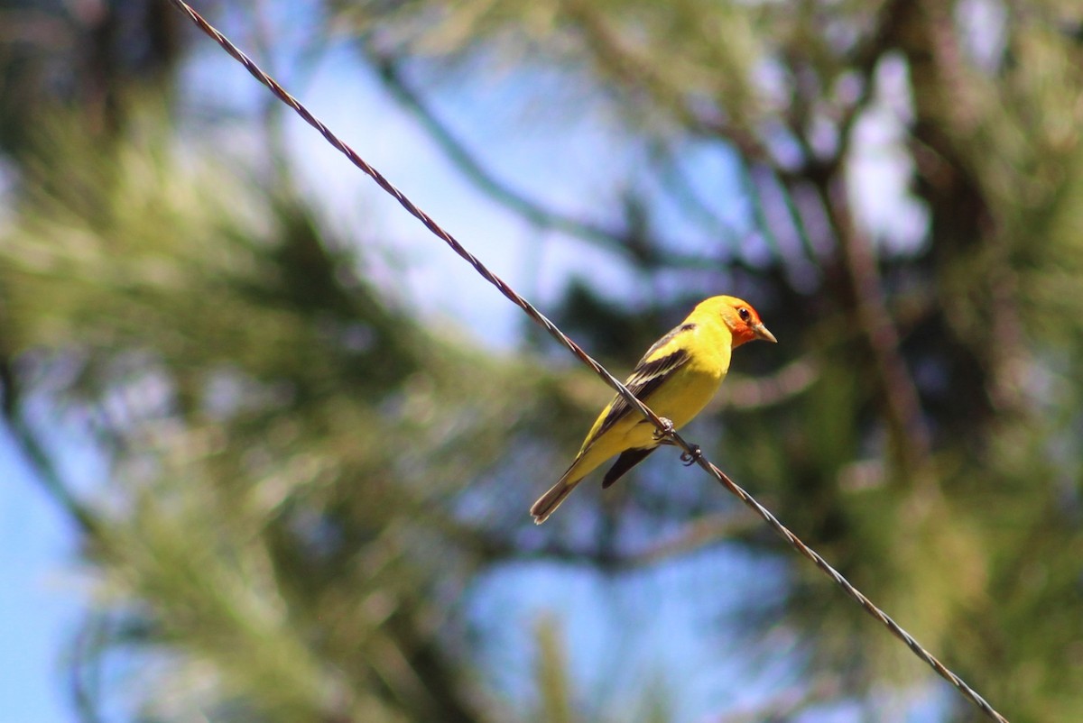 Western Tanager - ML620251561