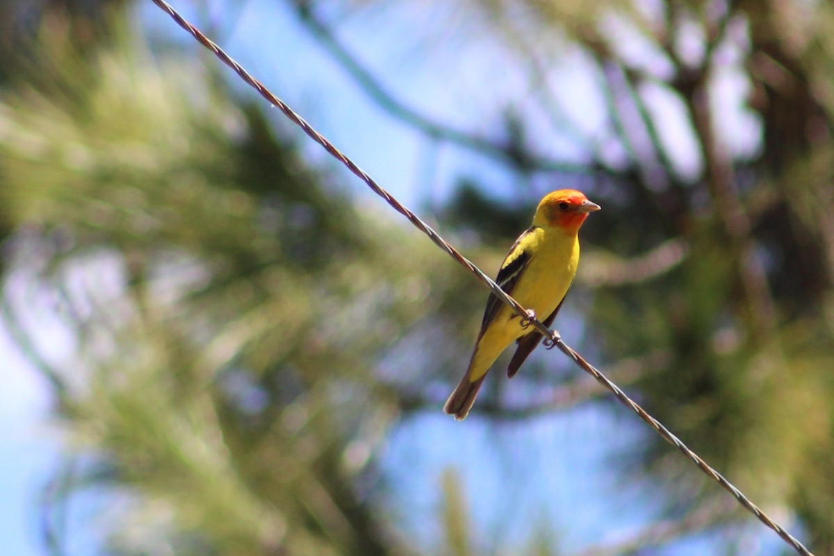 Western Tanager - ML620251562
