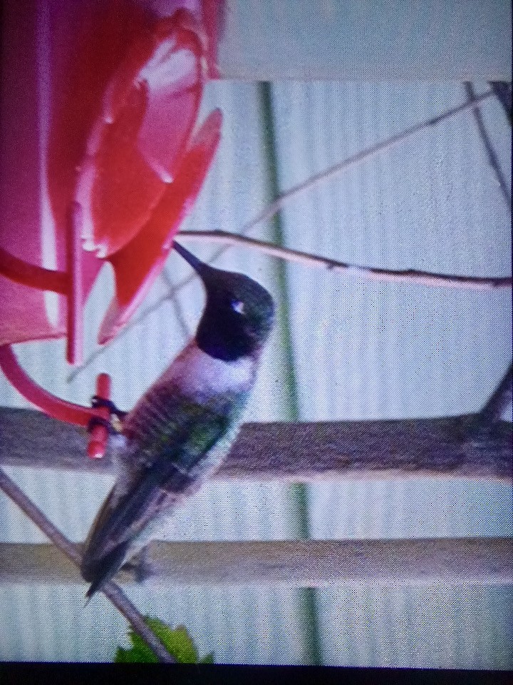 Black-chinned Hummingbird - ML620251565